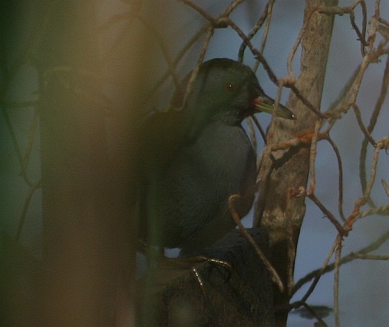 porzana parva schiribilla